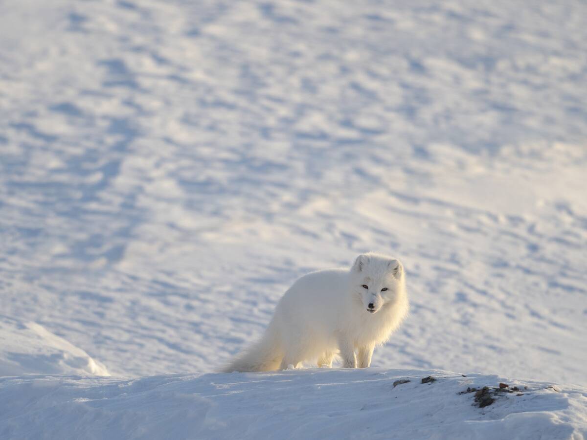 Ice. alopex Lagopus. animal. arctic Fox. barentsburg. carnivore. cold. fur. groenfjorden. mammal. nobody. nordenskjoeld Land. north