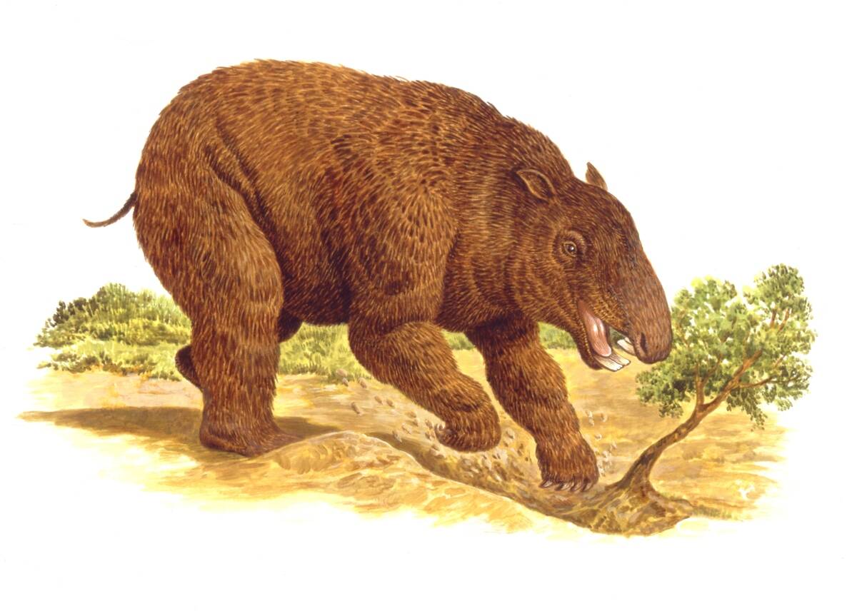 Illustration of Diprotodon digging in ground