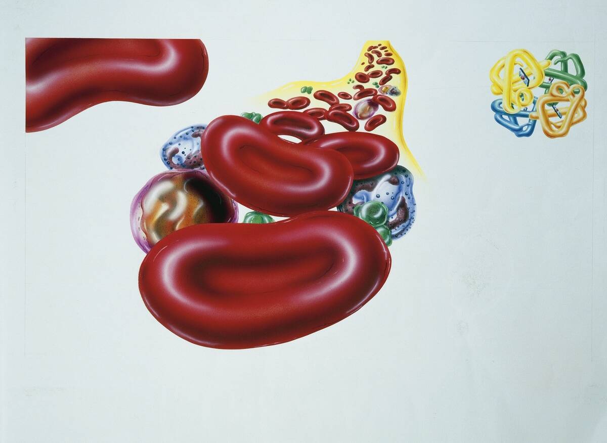 Illustration showing blood cells