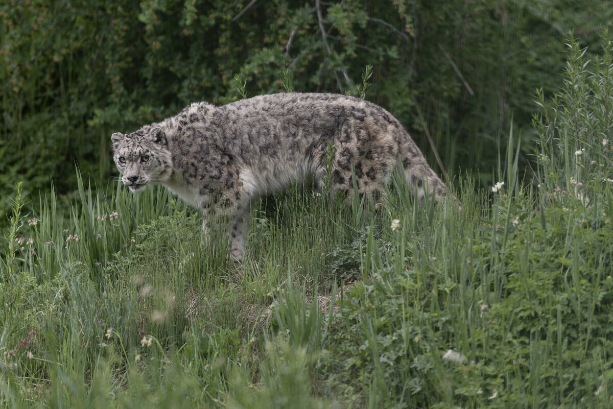 In Search Of The Elusive Snow Leopard In Kyrgyzstan