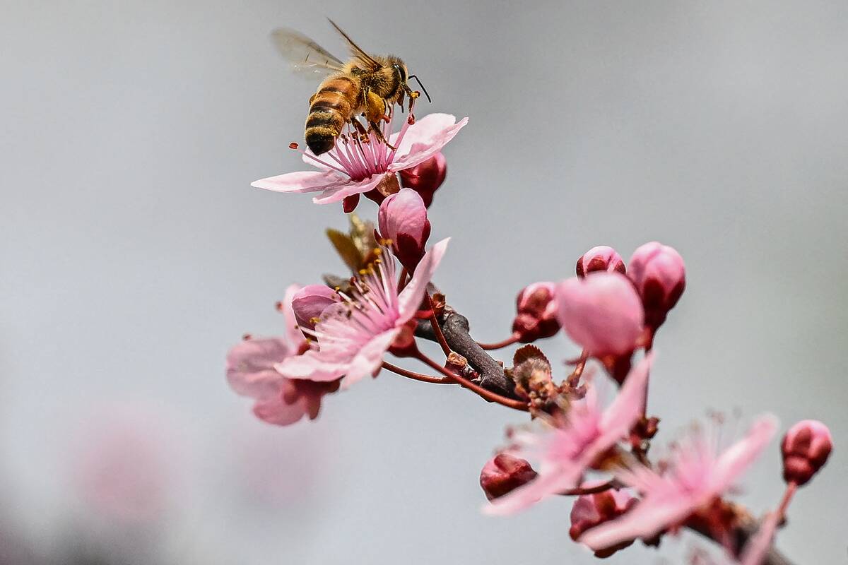 INDIA-KASHMIR-WEATHER-SPRING