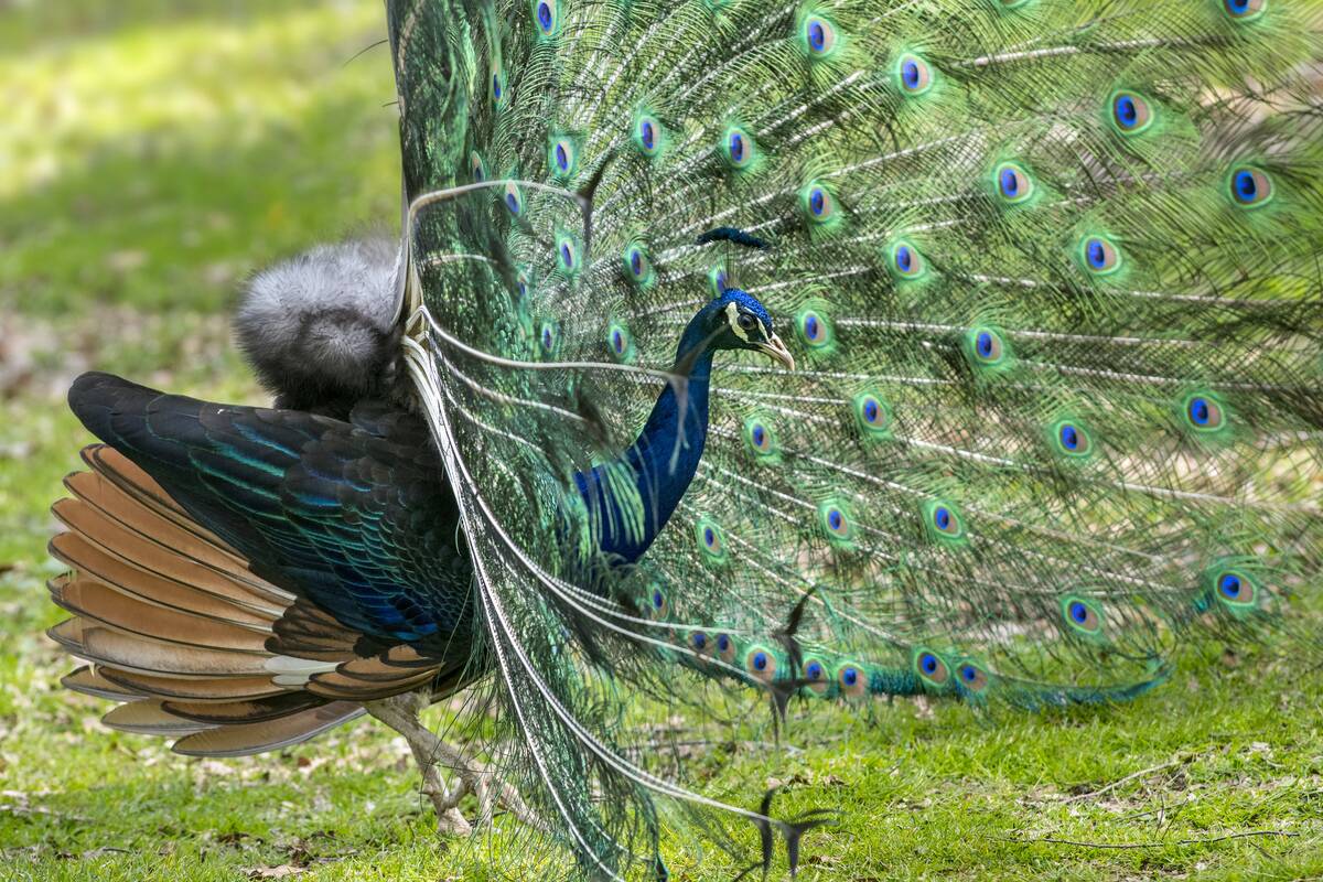 Indian Peafowl / Blue Peafowl showing courtship display by raising tail feathers into a fan.