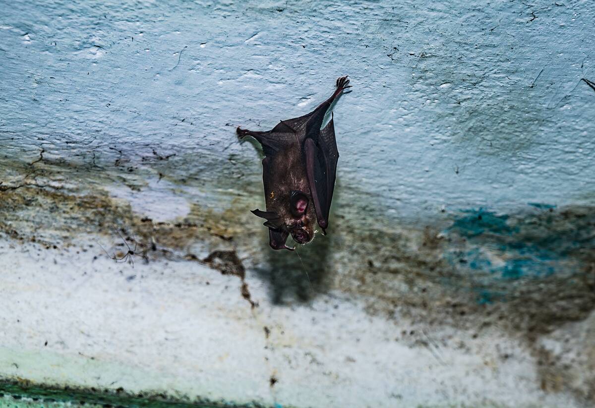 Indian Roundleaf Bat - Urban Encounters Of The Bat Kind - Disease Vector - Dark Knights - Animal India