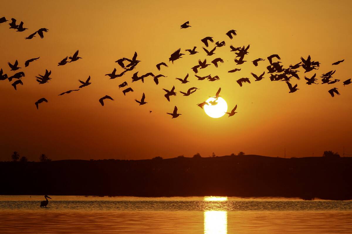 IRAQ-NATURE-BIRDS-MIGRATION