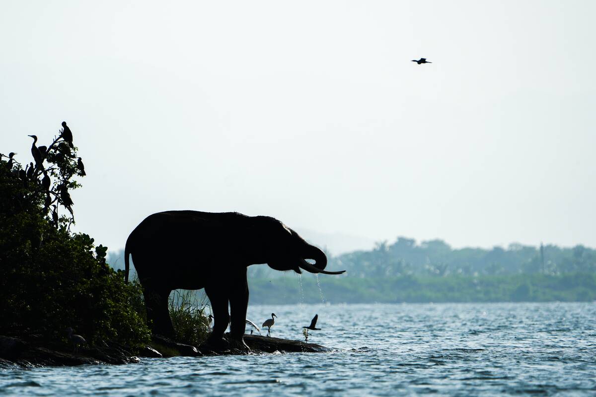 Island Elephants Amid A Crisis