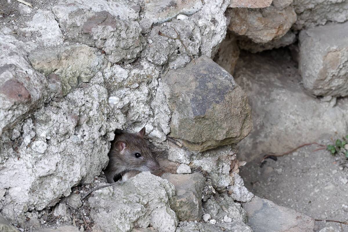 Italy moves to clear rats out of Colosseum area