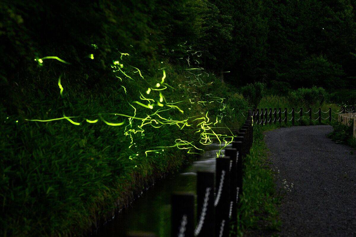 JAPAN-ANIMAL-FIREFLIES