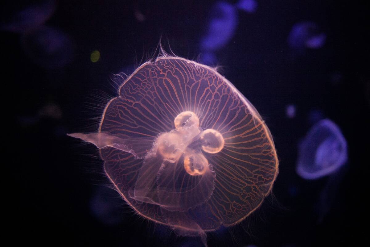 Jellyfish At Maritime Aquarium
