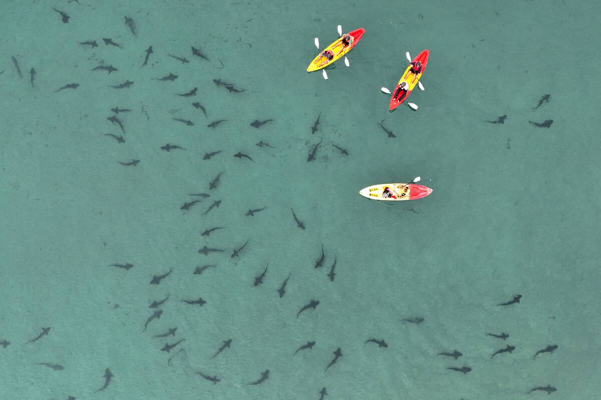 Kayakers In San Diego