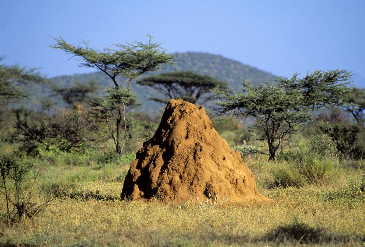 Kenya, Samburu, Termite Mound...