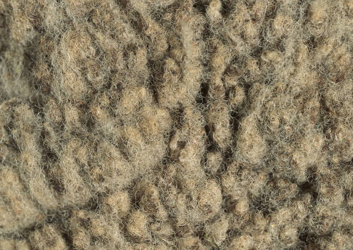 LAINE DE MOUTON, TOISON