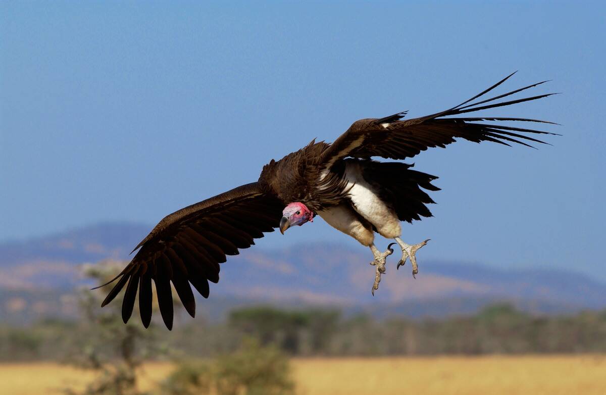 Lappet Faced Vulture Grumeti, Tanzania