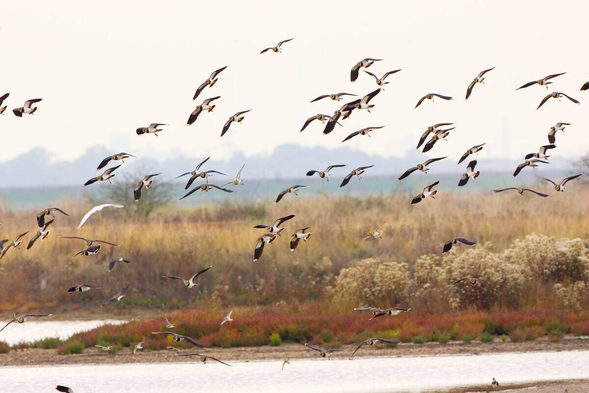 Lapwing Birds, England, UK