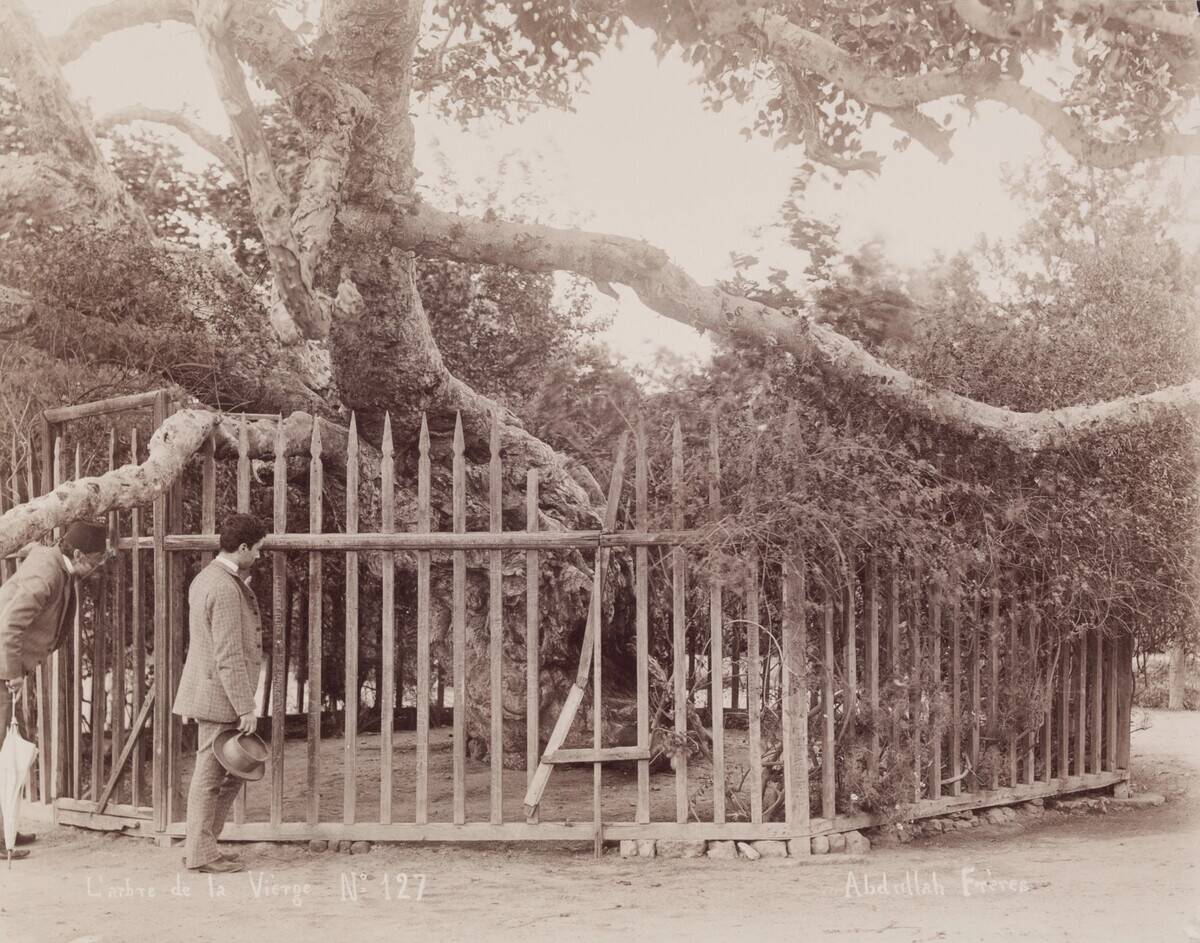 Larbre De La Vièrge