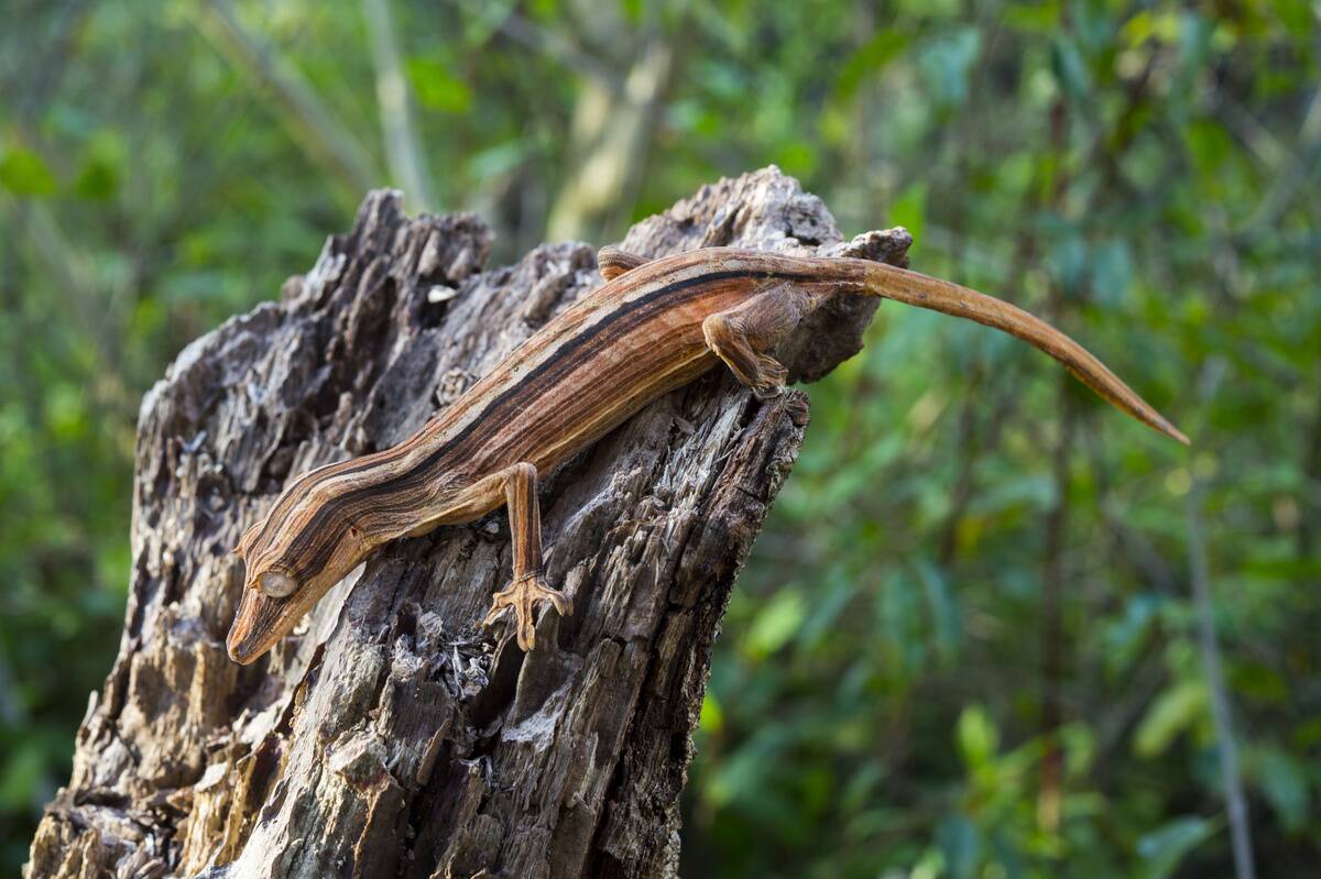 Leaf-tailed gecko (Uroplatus lineatus) at Mandraka Reserve...
