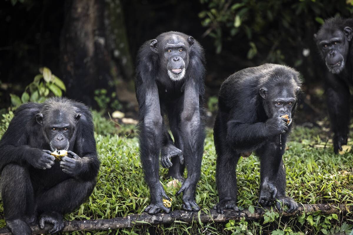 LIBERIA-ENVIRONMENT-CHIMPANZEES