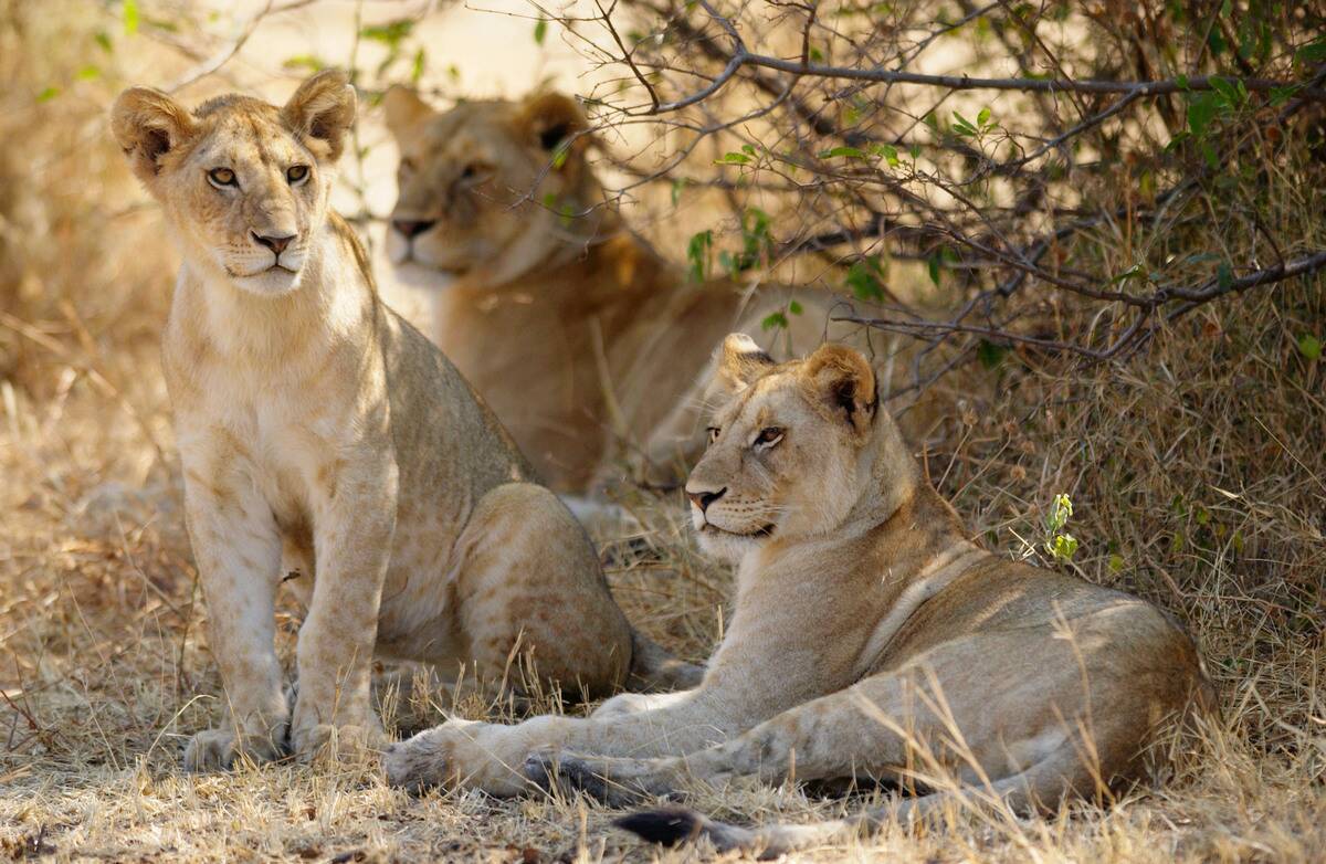 Lion Cubs, Tanzania, East Africa