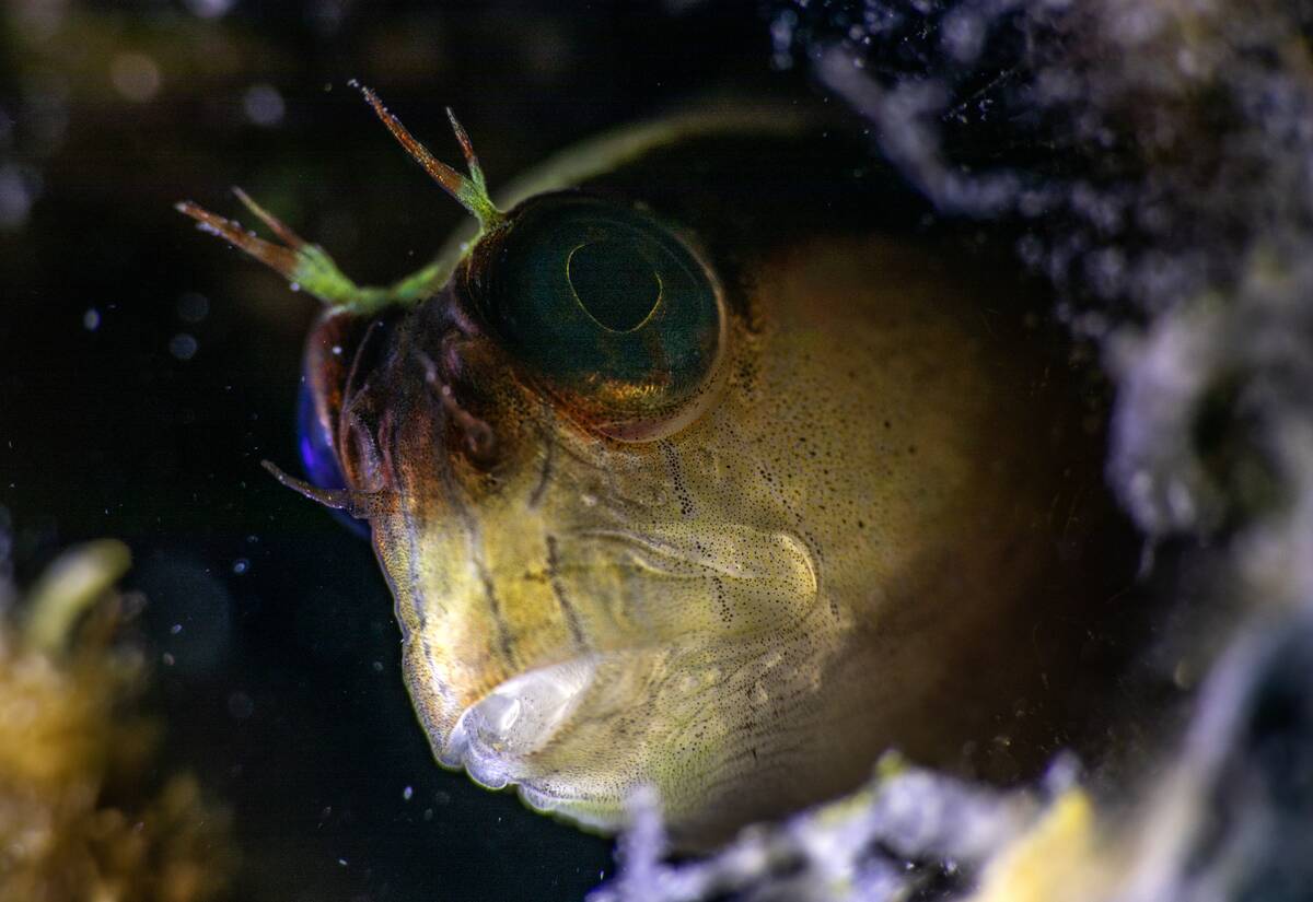 Longstriped blennies in the sea of Izmir, Turkiye