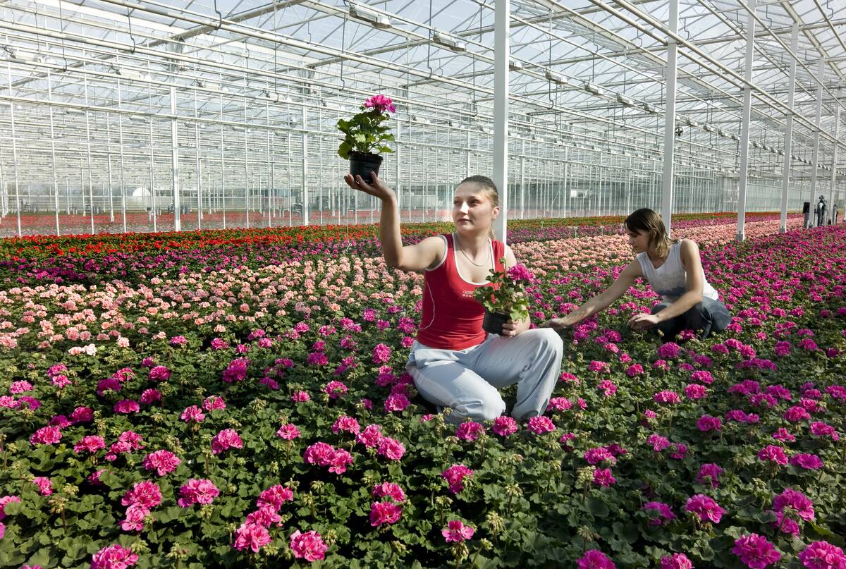 Maasland, Netherlands