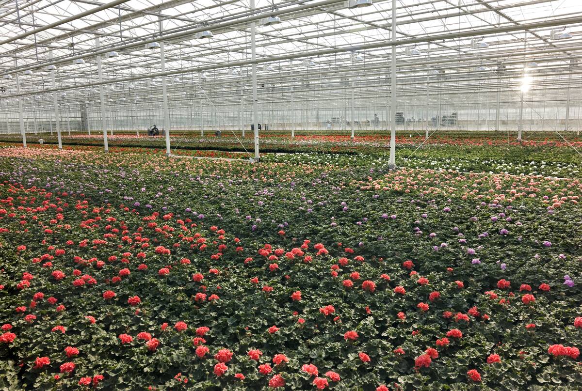 Maasland, Netherlands