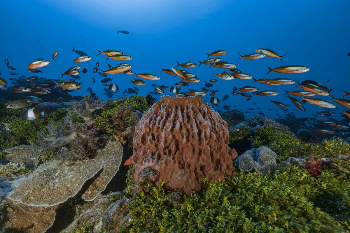 Marine life in the lagoon of Mayotte