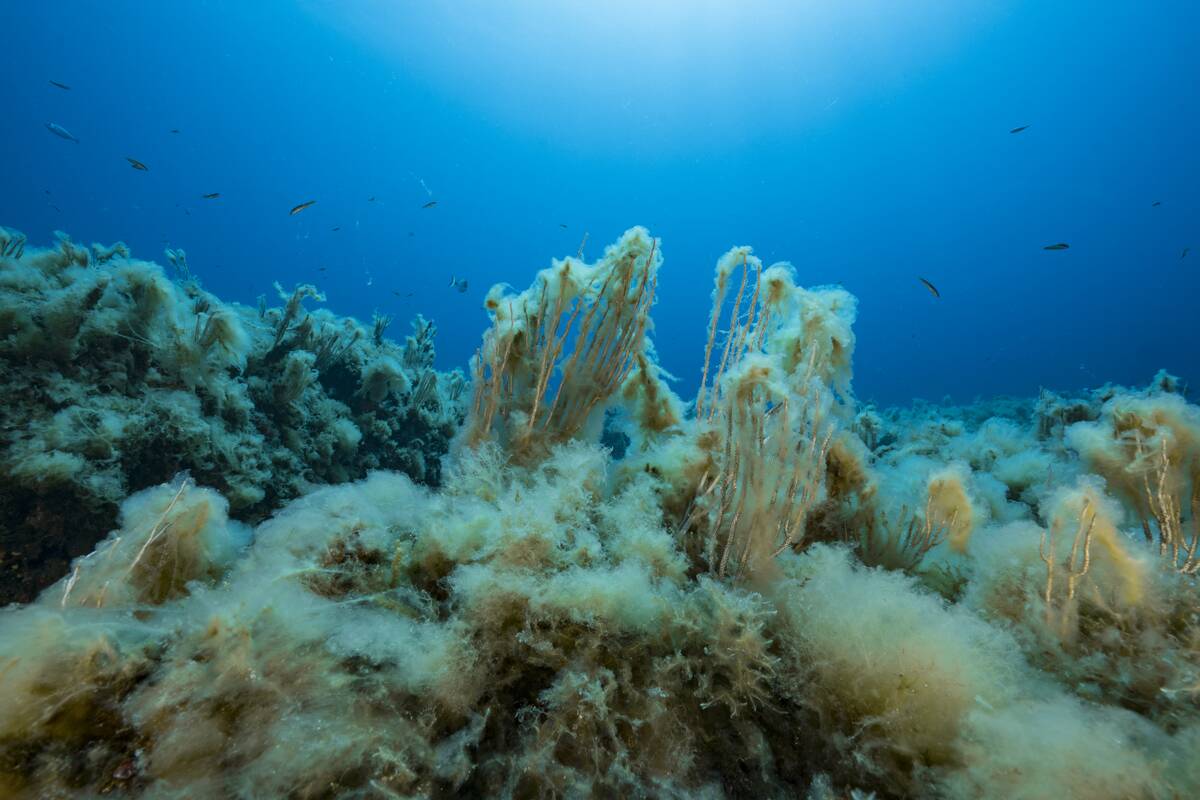 Mediterranean Sea : Illustration