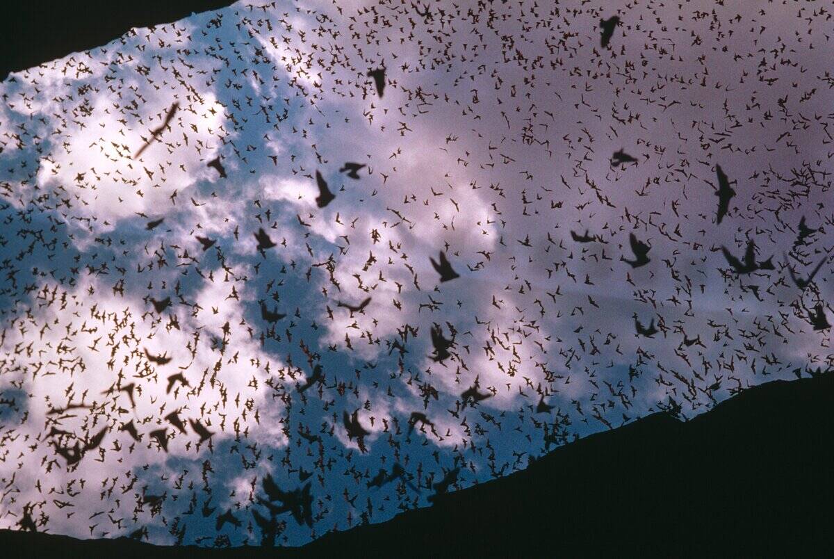 Mexican free tail bats, Tadarida brasiliensis, swarming out of cave, New Mexico, USA