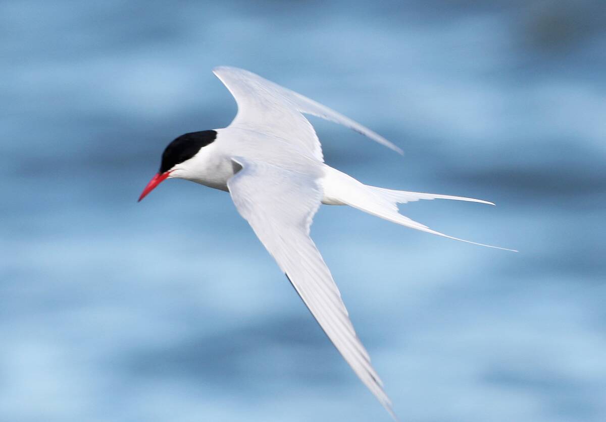 Midsummer In The Arctic Archipelago Svalbard