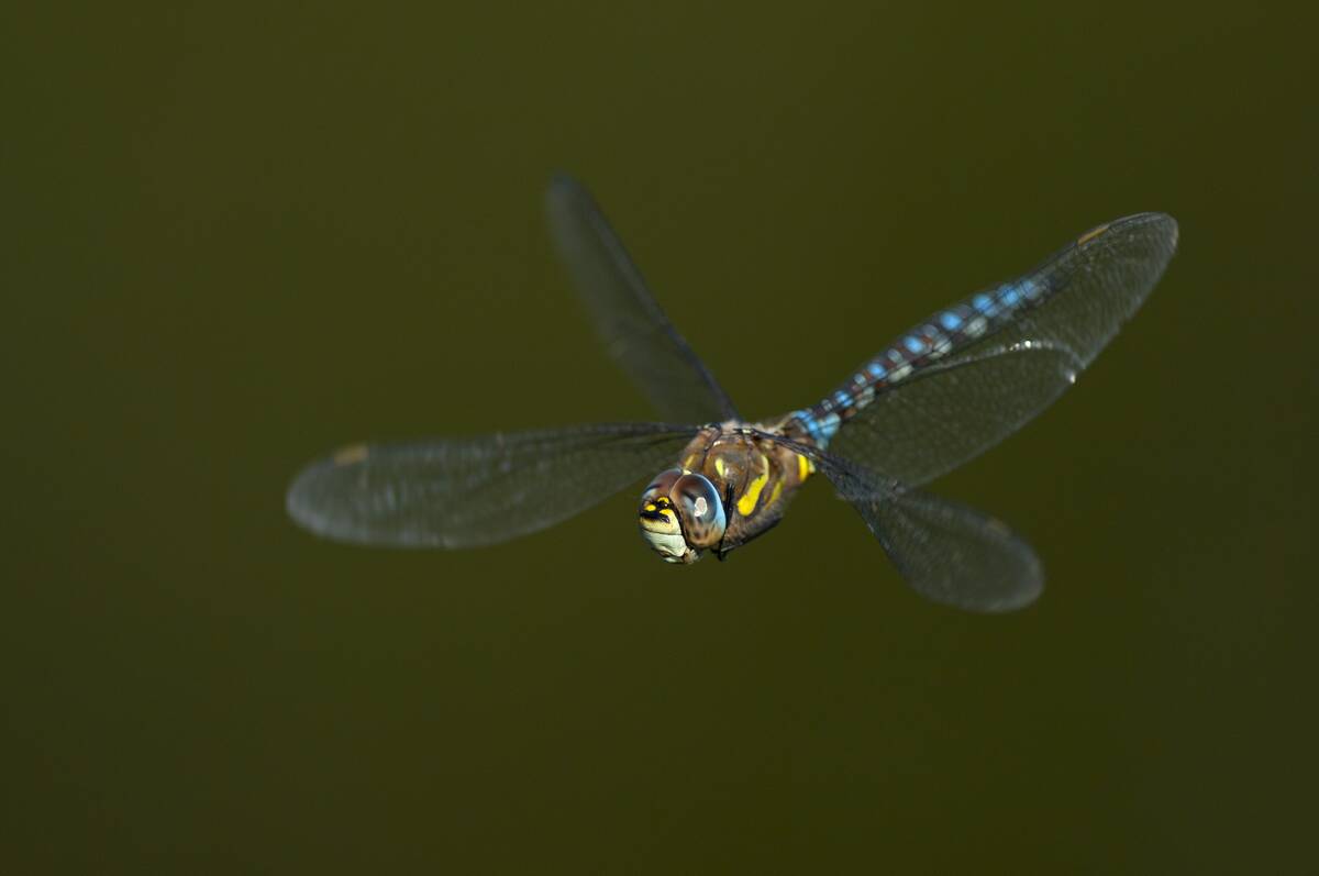 Migrant Hawker.