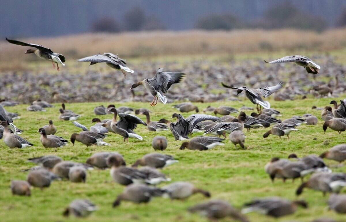 Migrating Pink-Footed Geese, Norfolk, UK