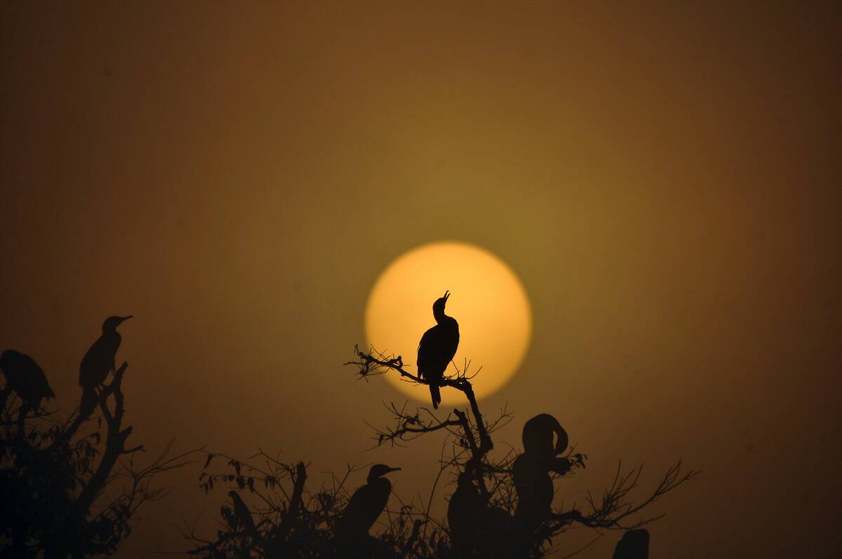 Migratory Birds at Taudaha Wetland Lake