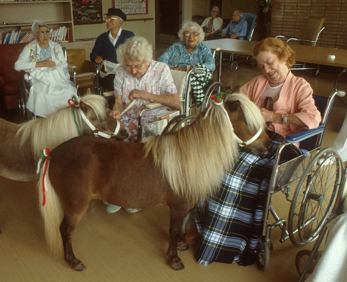 Miniature Horse In Nursing Home