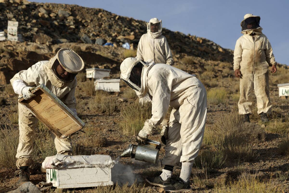 MOROCCO-BEEKEEPING