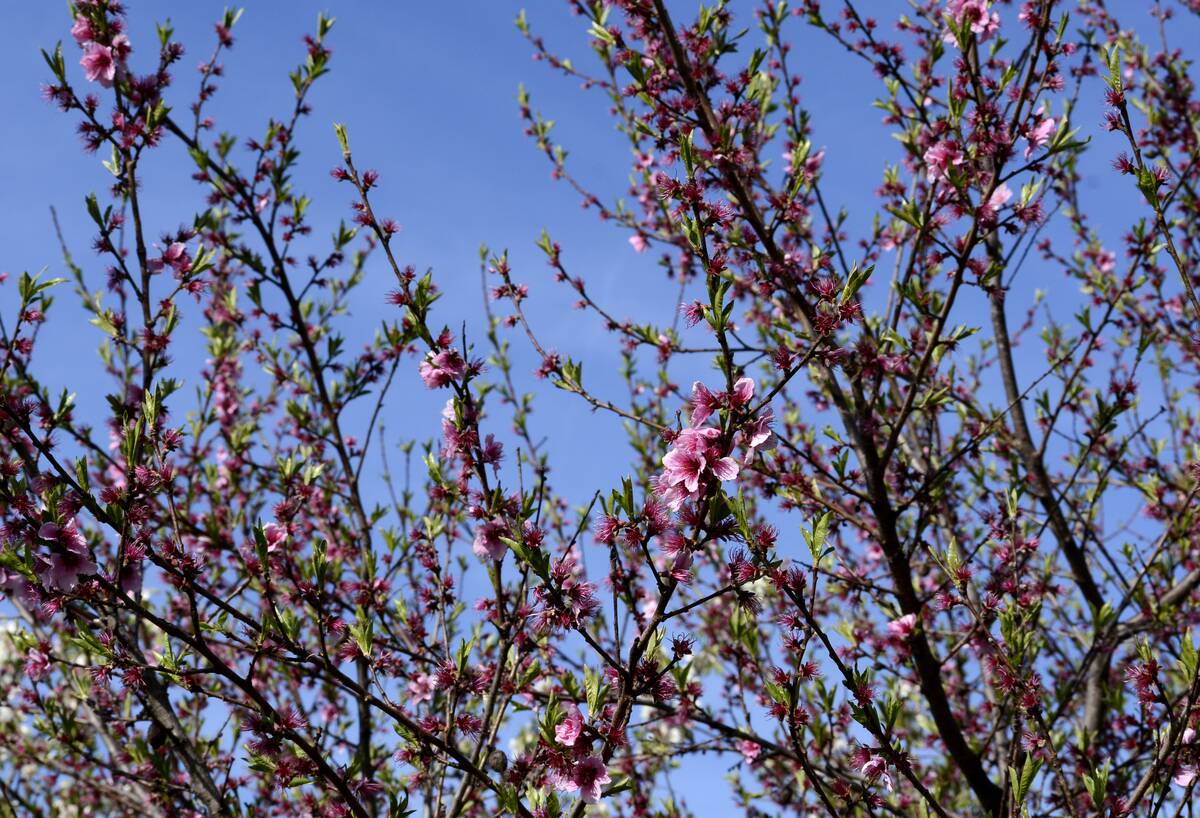 Mount Vernon Scenics