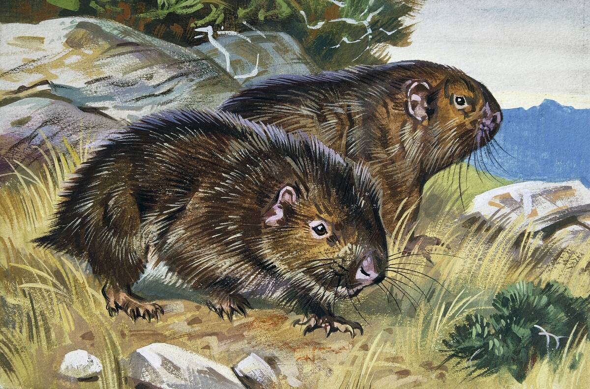 Mountain Beaver, Aplodontiidae
