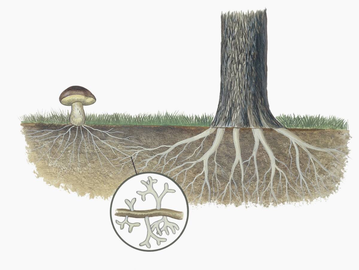 Mushroom with roots of a tree