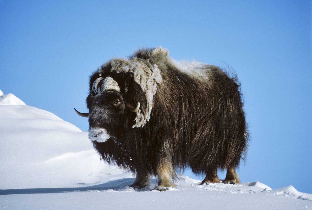 Musk Ox