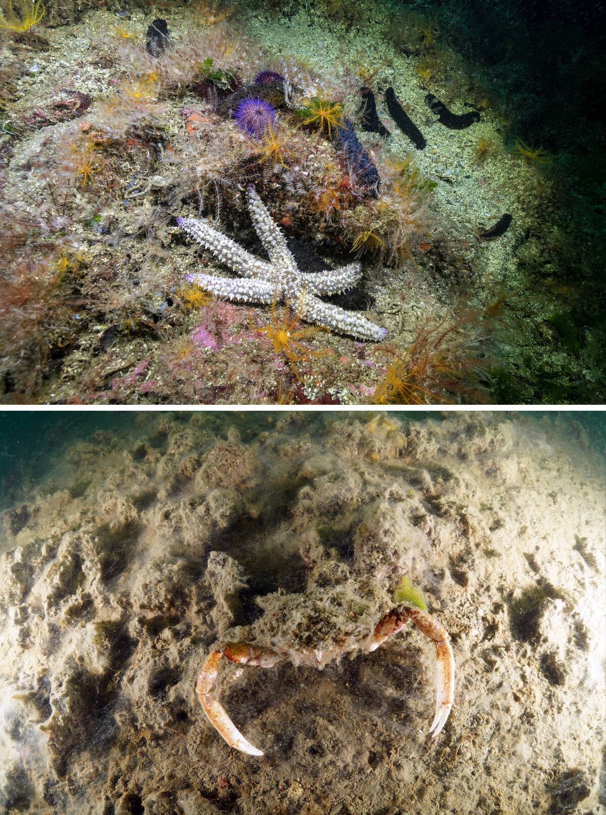 Negative effects of mucilage in the depths of Buyukada and Sivriada of Istanbul