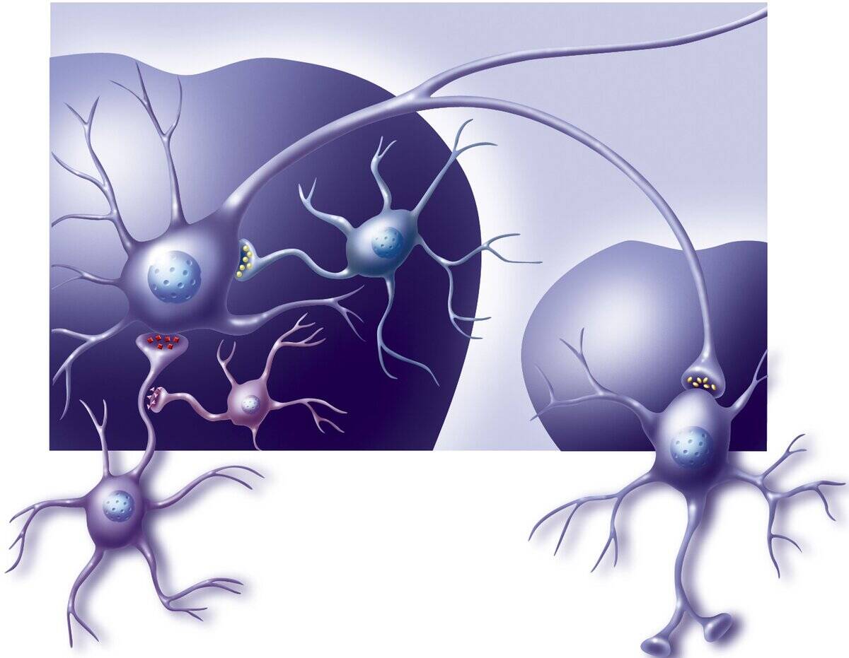 Neurons Of The Brains