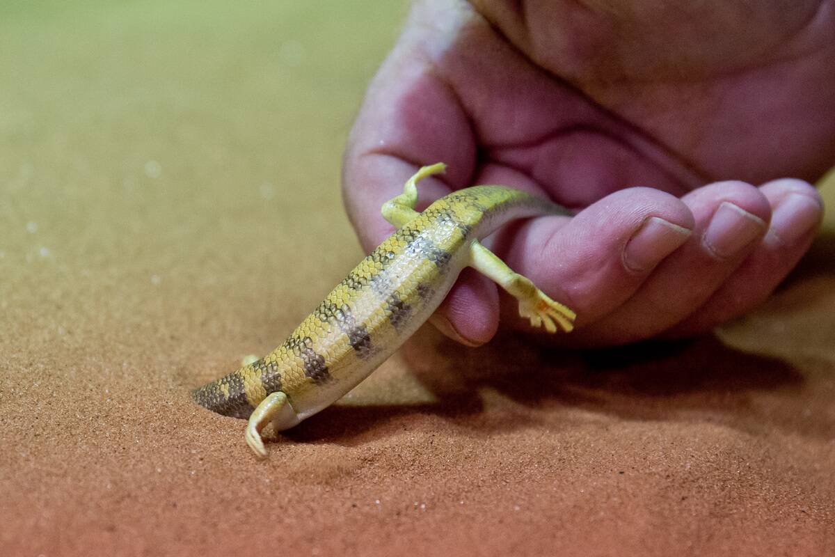 New bionics show in Nuremberg