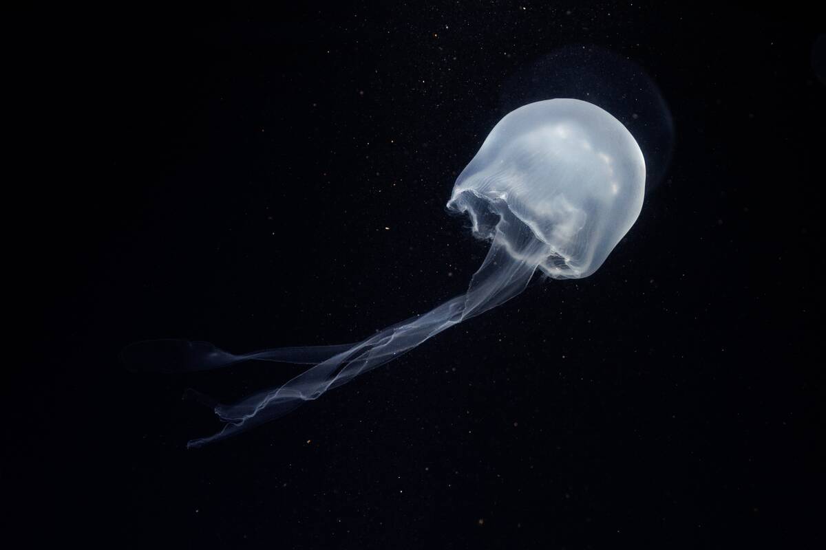 New box jellyfish at Osnabrück Zoo