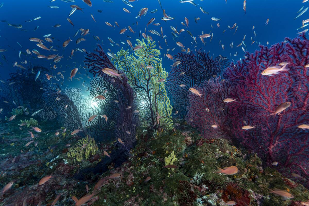 Noah's Ark of the Deep