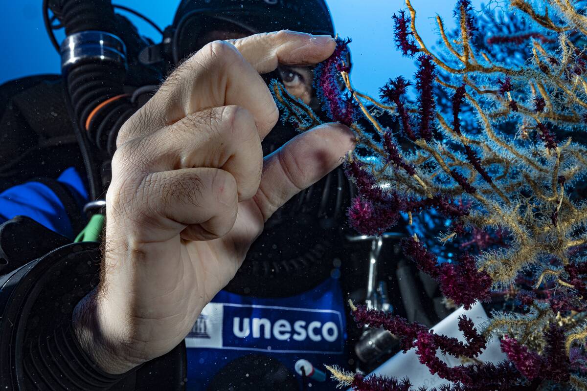 Noah's Ark of the Deep