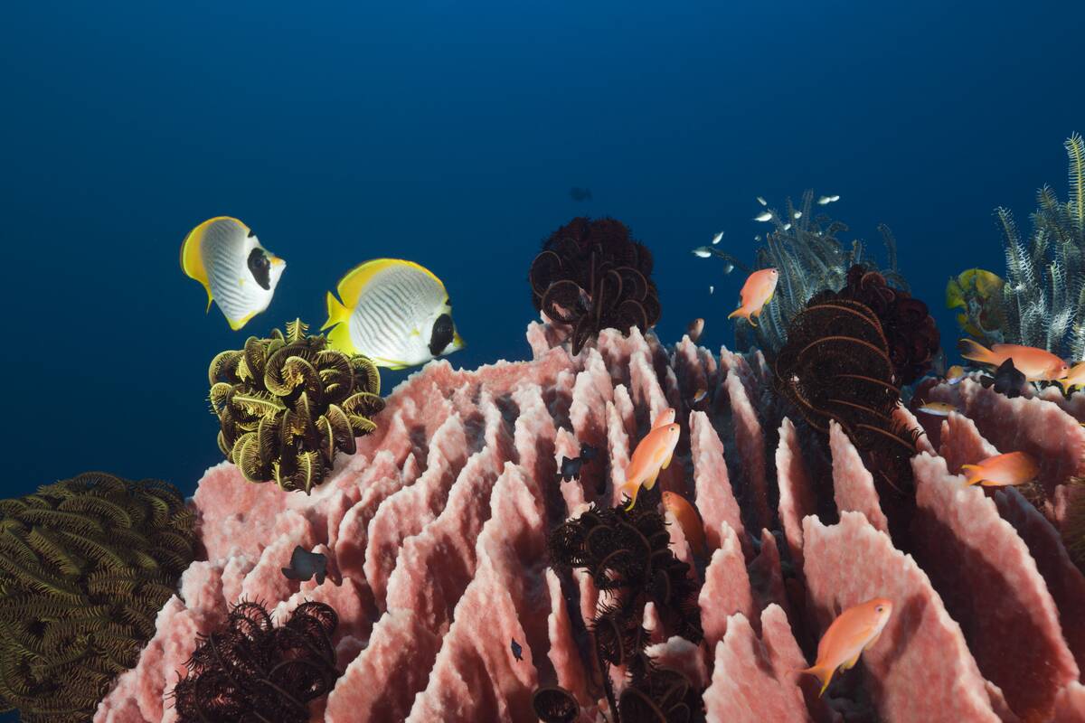Panda Butterflyfishes over Barrel Sponge, Chaetodon adiergastos, Xestospongia testudinaria, Amed, Bali, Indonesia