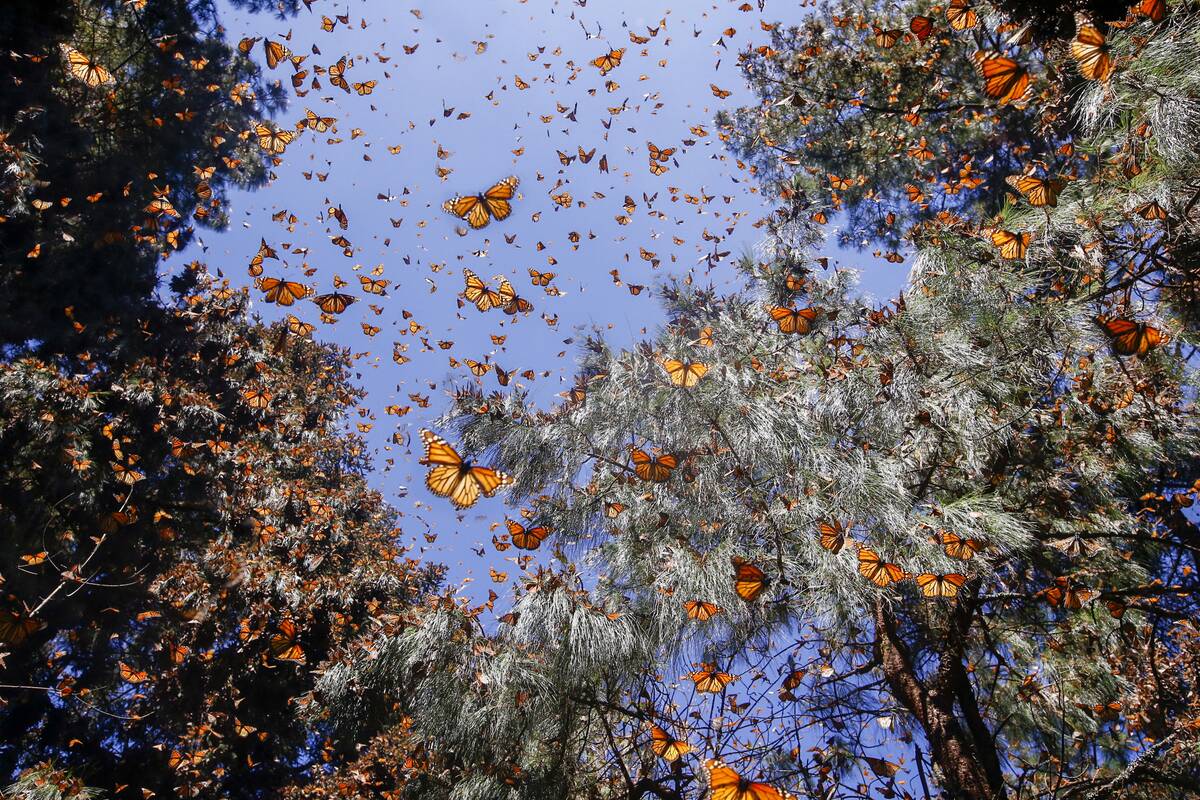 Papillons monarques (Danaus plexippus)