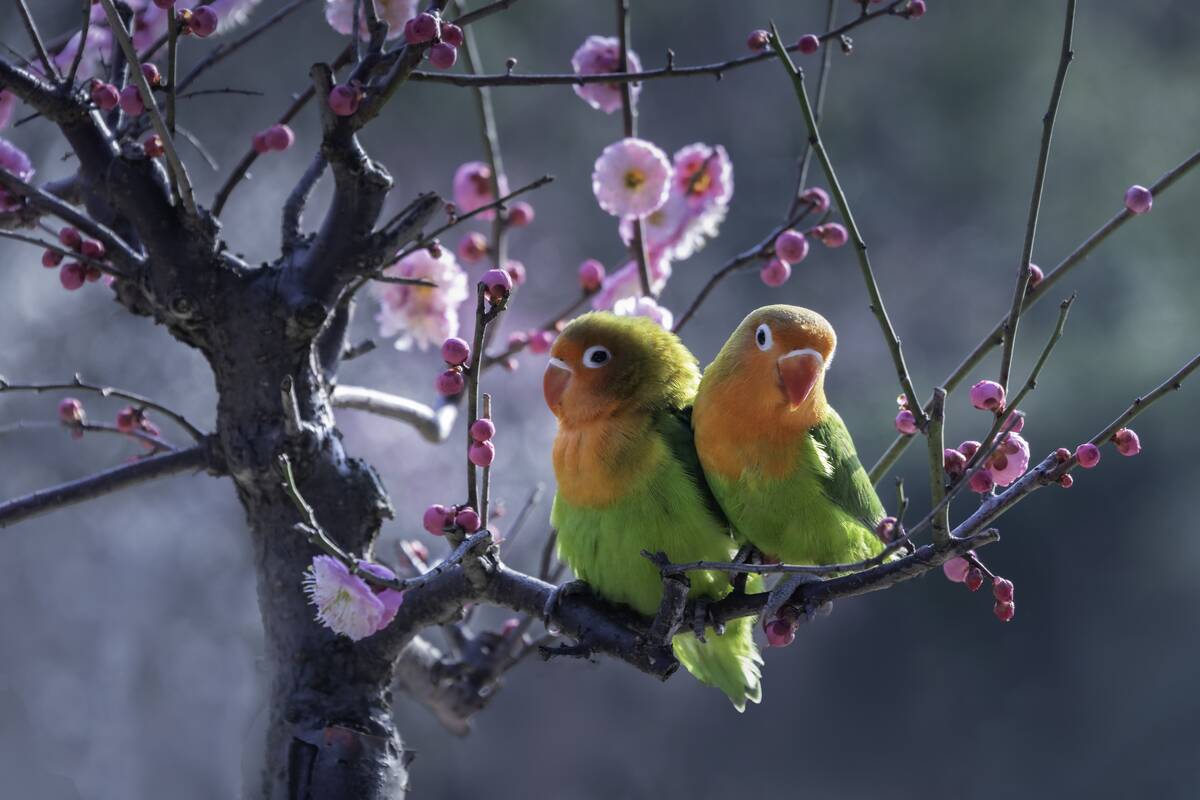 Parrots In Nanjing
