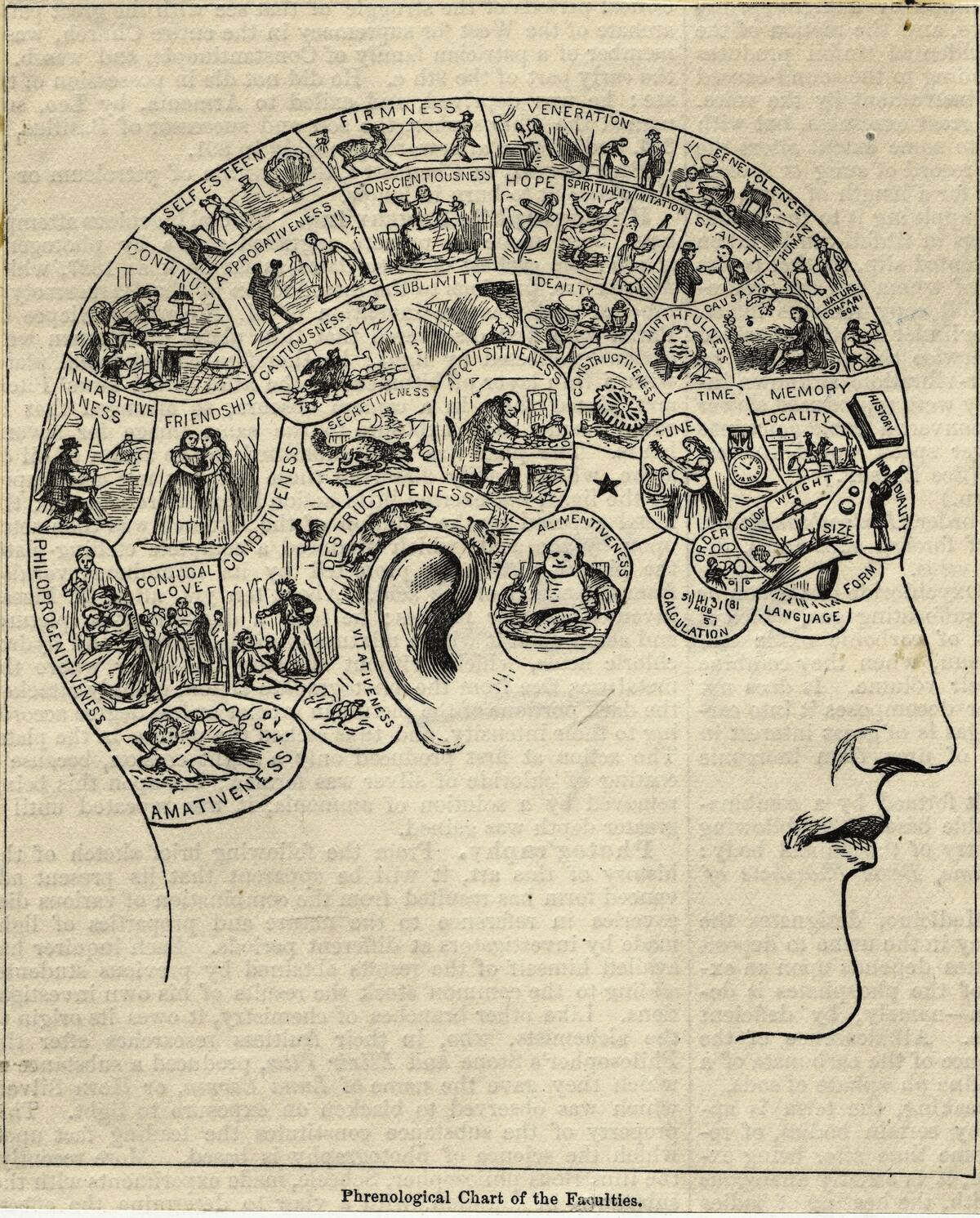Phrenological Chart Showing Mental Functions