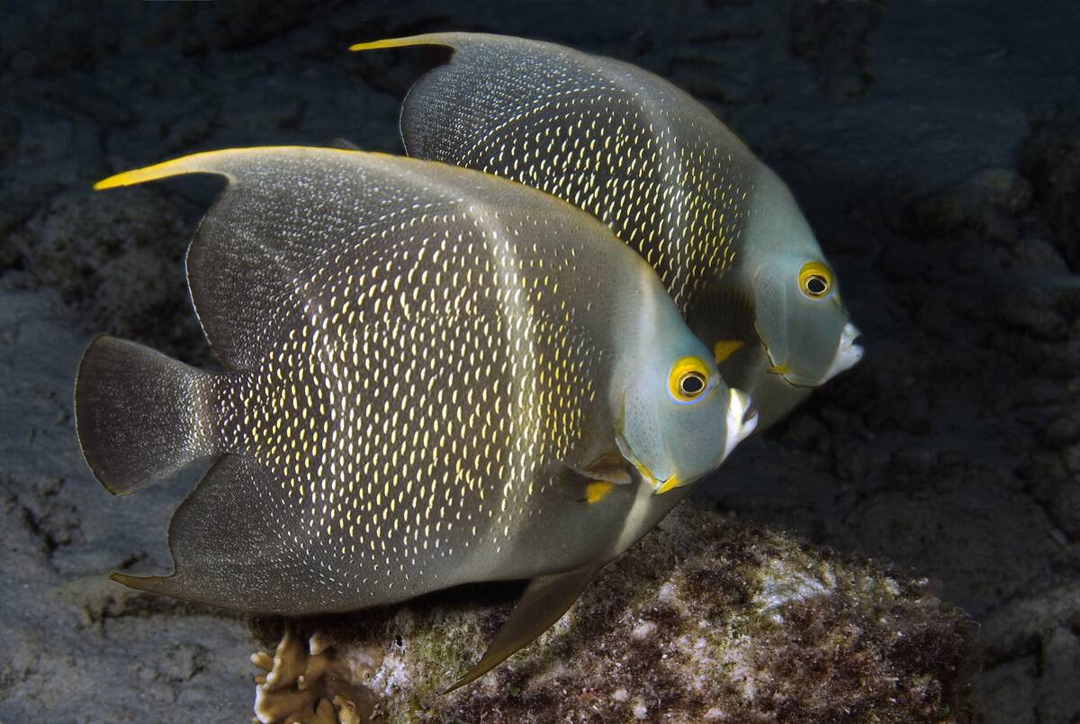 Portrait of two French angelfish Pomacanthus paru Curacao, Netherlands Antilles