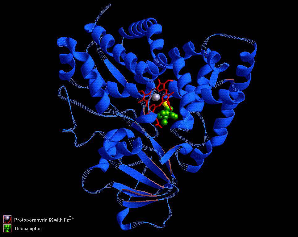 Protein Molecule: Cytochrome P450