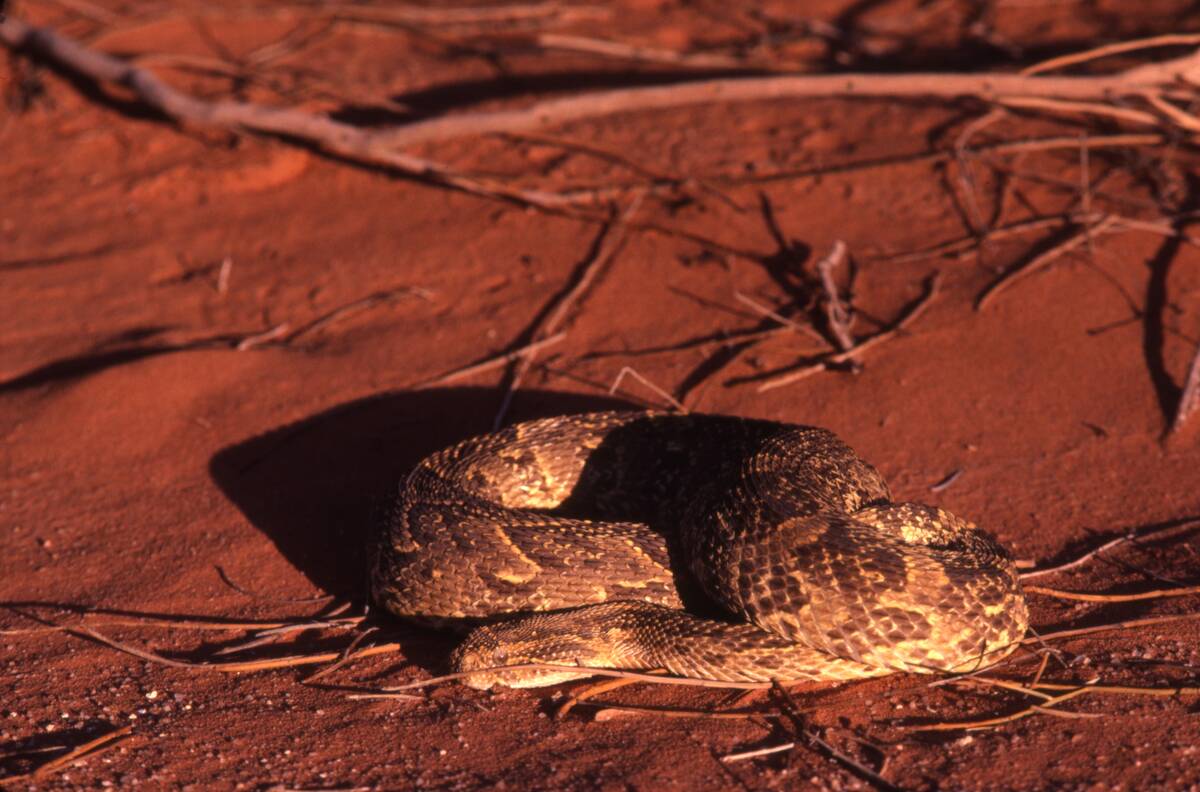 Puff Adder In The Kalahari